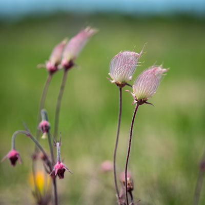 Prairie Smoke - Drummond Island